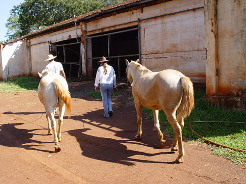 Fazenda Modelo Da Embrapa Gado De Corte